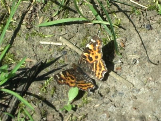 Landkärtchen ( Araschnia levana ), Frühjahrsgeneration, : Am Niederrhein, Biotop, 25.04.2009